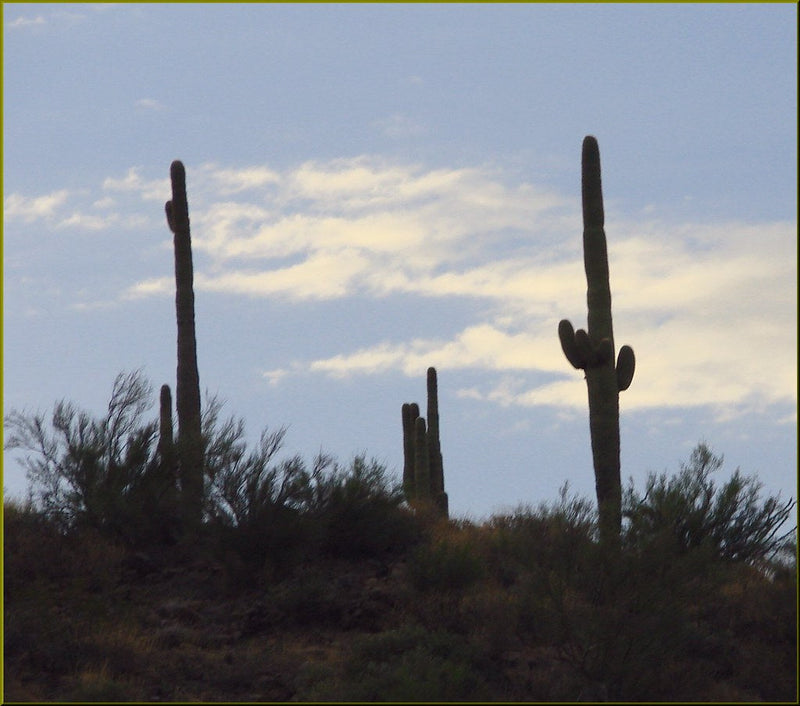 Are Train Horns Legal in Arizona? ARS §28-954 Explained