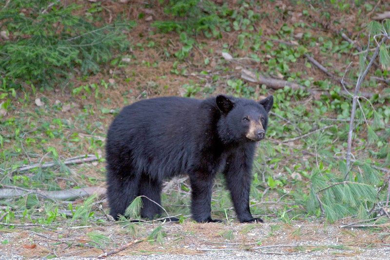 Train Horn as a Bear Deterrent: Hiking, Camping, and Remote Cabins