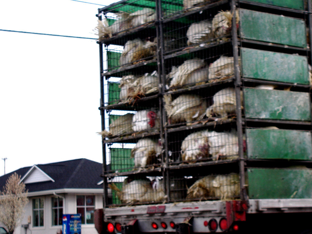 Can You Put a Train Horn on a Semi Truck? CDL, DOT Inspections, and Company Policy