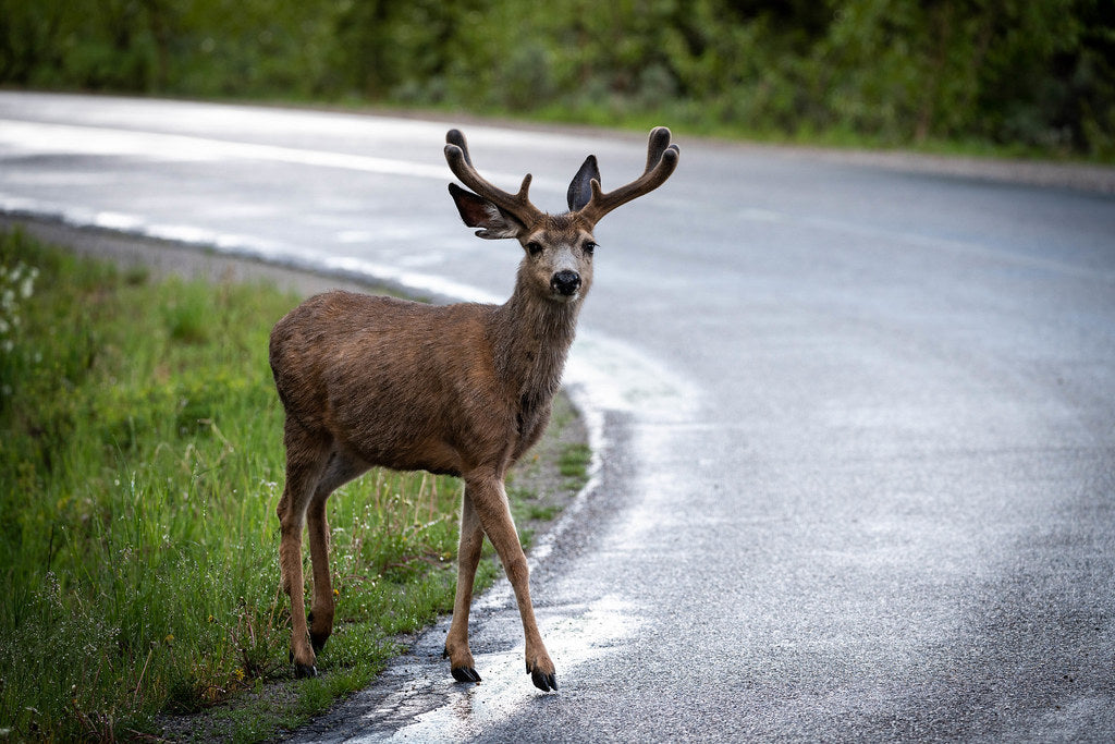 Do Train Horns Scare Deer? What Works When Deer Whistles Don't