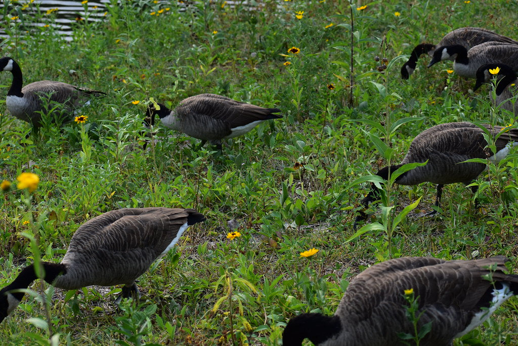 Do Air Horns Scare Geese Away? Using a Train Horn to Keep Geese Off Your Property