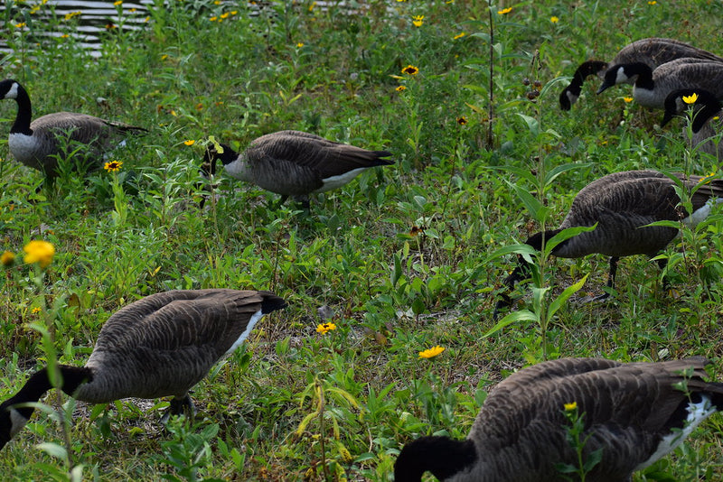 Do Air Horns Scare Geese Away? Using a Train Horn to Keep Geese Off Your Property