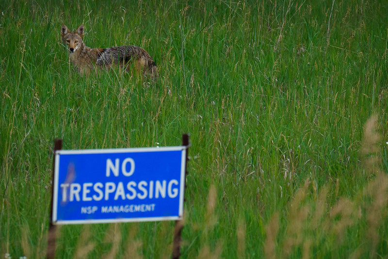 Train Horn on the Farm: Scaring Coyotes and Moving Livestock