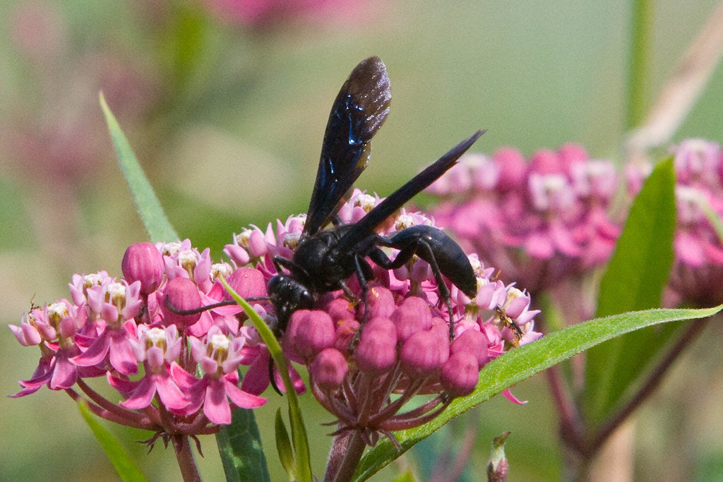 Wasps and Mud Daubers in Your Train Horn Trumpets: How to Spot, Clear, and Prevent Nests