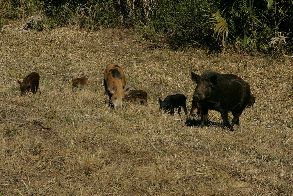 Do Train Horns Scare Wild Hogs? Loud Deterrents for Feral Pig Problems