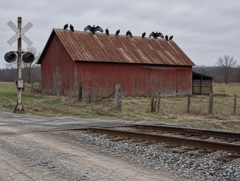 Vultures perched along a rusty barn roof beside a rural rail line and level crossing on an overcast day.