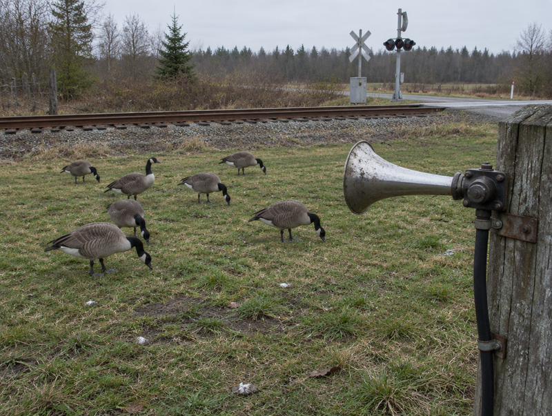 Canada geese grazing on a worn lawn beside a rural railway track, with a train horn mounted on a fence post.