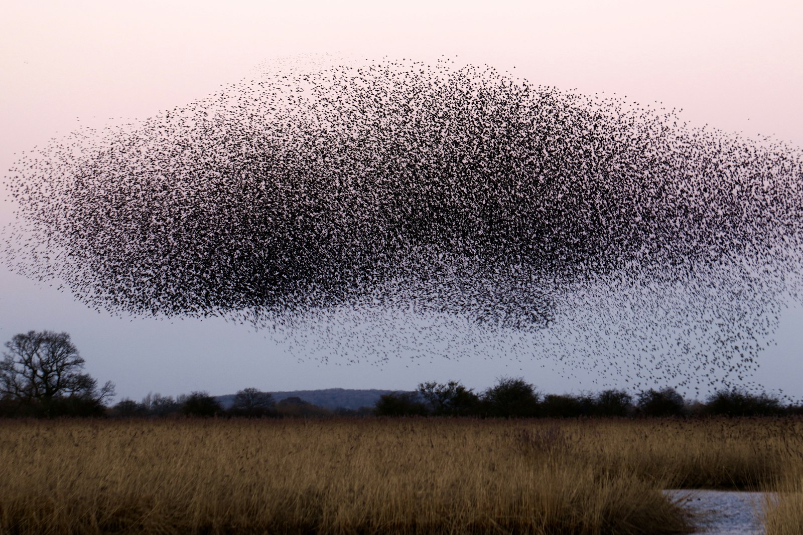 A large flock of birds lifting off and flying low over an open farm field, the kind of crop-feeding flock a loud air horn is used to scare away