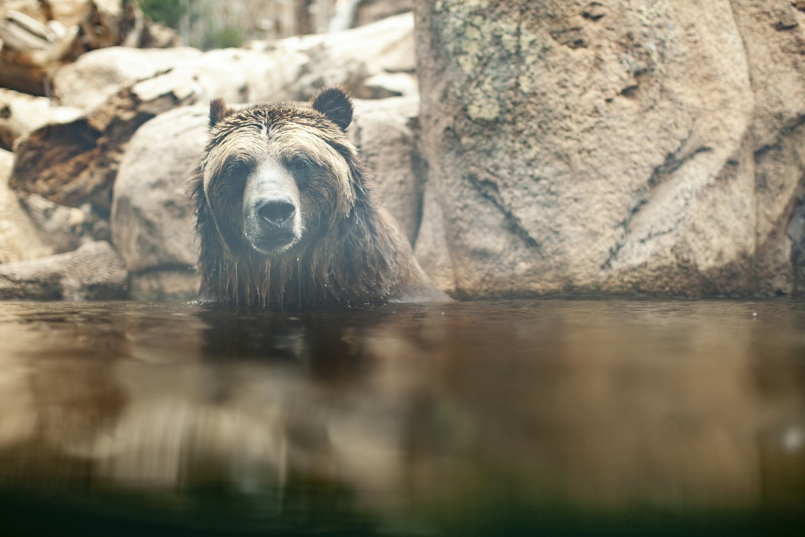 A large brown grizzly bear standing in shallow river water in open wilderness, the kind of bear-country setting where hikers carry a loud air horn