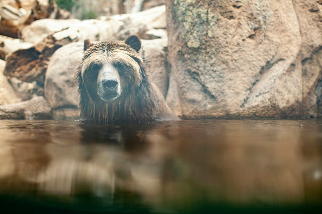 Air Horns for Bear Safety & Wildlife