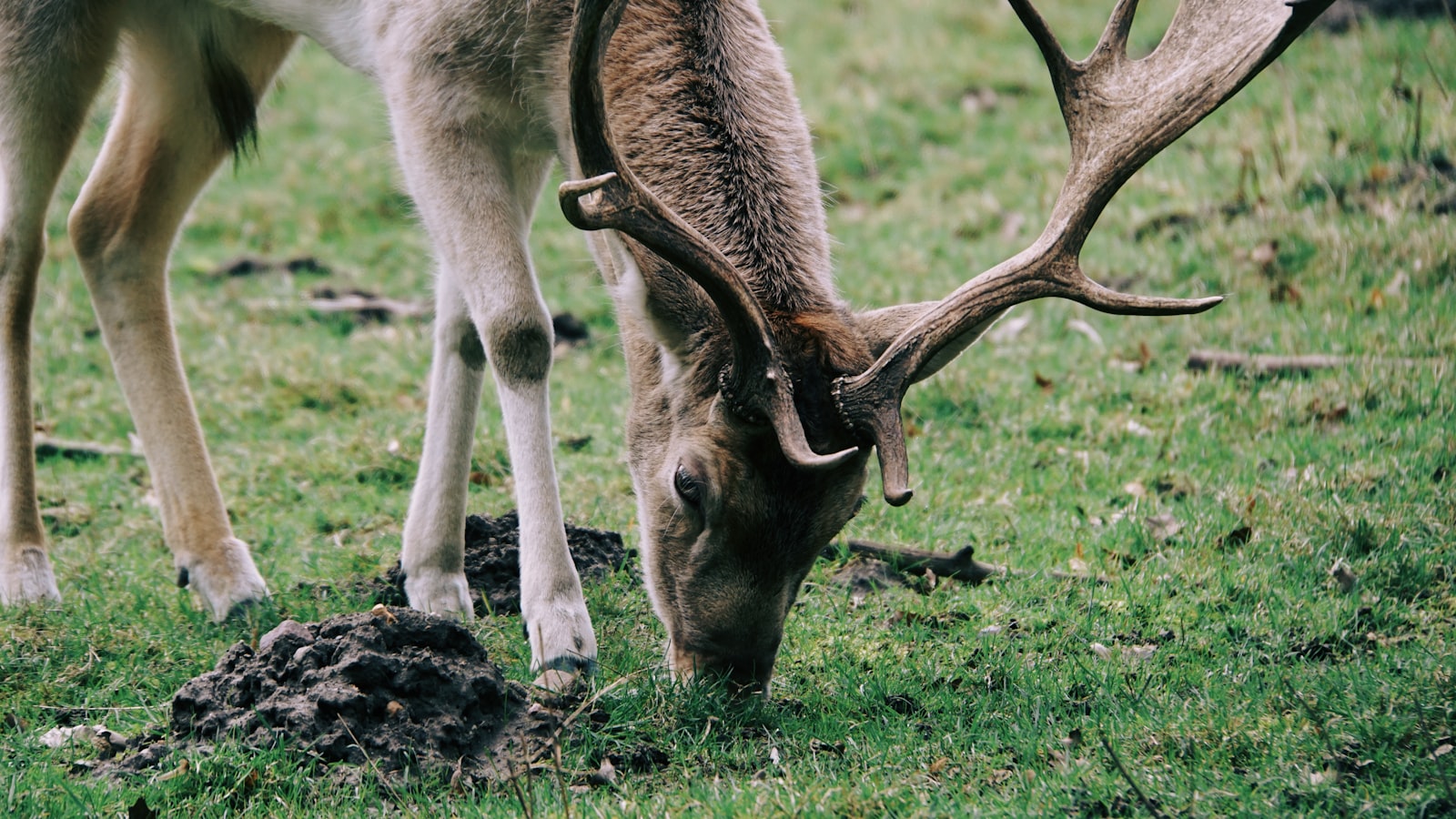 A wild deer with branching antlers grazing low on green grass at the edge of an open field near a property line